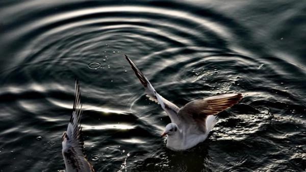 《冬日裡的鏡頭》之三：精靈鷗寶篇