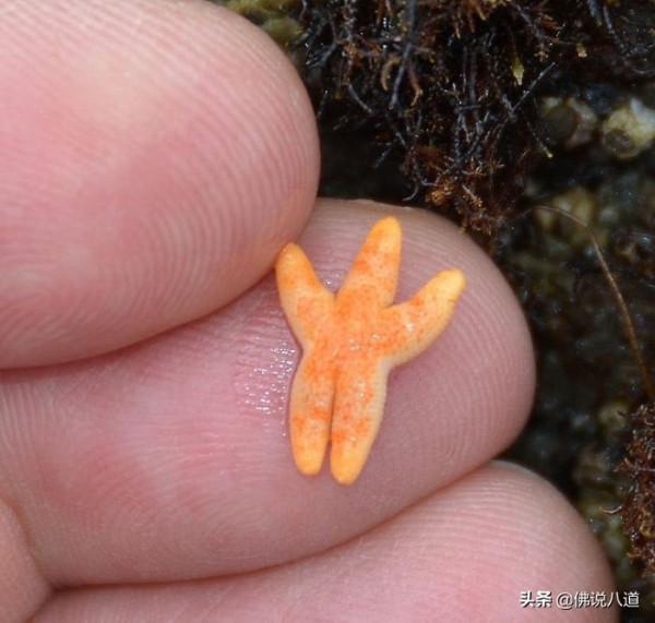 又想騙我養只萌寵：被惹毛的鱷魚，好凶