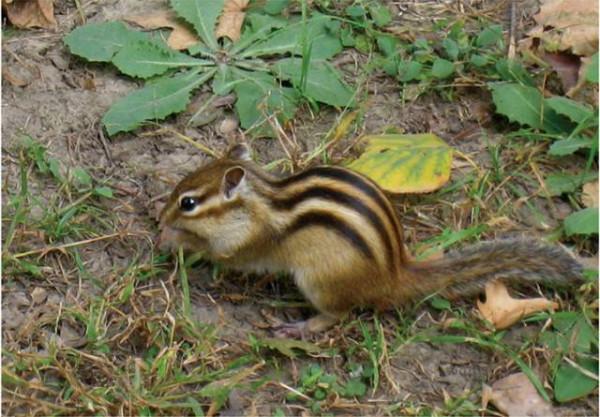 【秀溼地 迎旅盟】溼地裡的&OpenCurlyDoubleQuote;奇珍異獸&rdquo;！