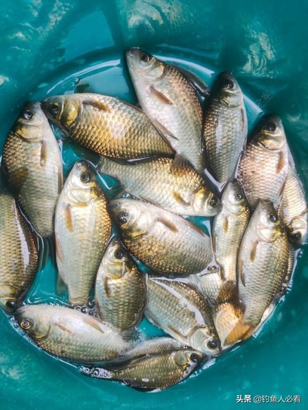 向高齡釣友請教的“搖三搖”釣法，毫無保留的分享給大家