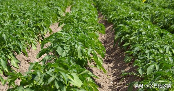 四個蔬菜高產土辦法，不用肥也不用藥，自然就能增加產量