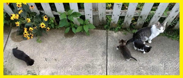 鄰居把懷孕的貓趕出家門,因為他們養了狗 鄰居把懷孕的貓趕出家門,因為他們養了狗