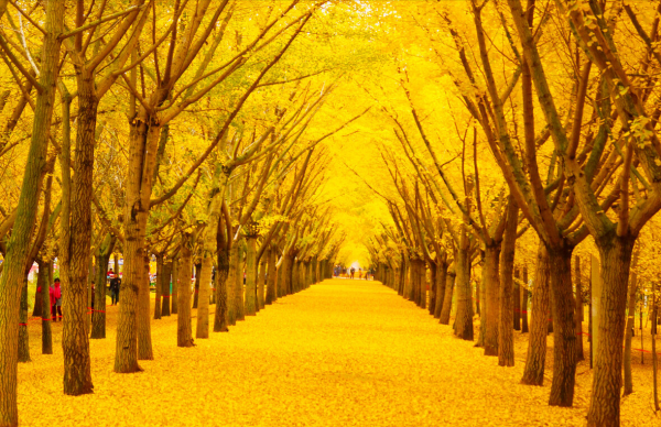 “越漂亮的花越有毒”!認識11種“有毒植物”,遠離危害 “越漂亮的花越有毒”!認識11種“有毒植物”,遠離危害