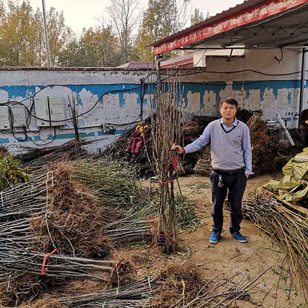 秋月梨樹苗怎麼種植比較好,哪裡有秋月梨樹苗多少錢一顆? 秋月梨樹苗怎麼種植比較好,哪裡有秋月梨樹苗多少錢一顆?