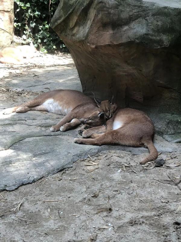 【探索】誰家的“毛絨玩具”掛樹上了?其實動物們都是這樣睡覺的→ 【探索】誰家的“毛絨玩具”掛樹上了?其實動物們都是這樣睡覺的→