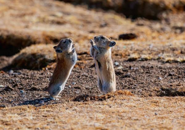林草科普|徐永春鏡頭中的高原獸影