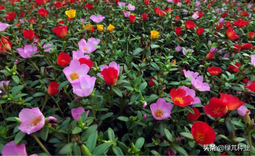 馬齒莧和太陽花的區別有哪些