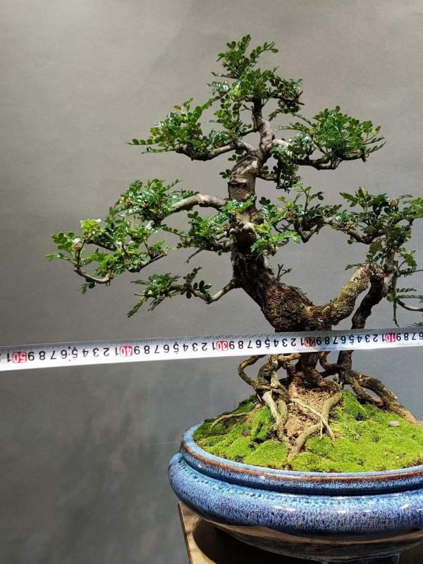 胡椒木的養護方法