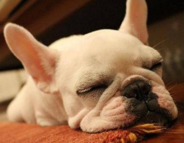 法國鬥牛犬經常吃太鹹,傷害很大,尤其是這幾點 法國鬥牛犬經常吃太鹹,傷害很大,尤其是這幾點