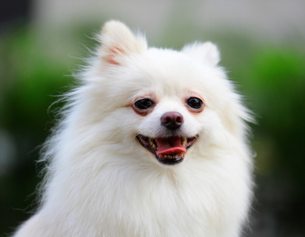 這幾種狗狗，也太適合小女生了吧！快送給你女朋友