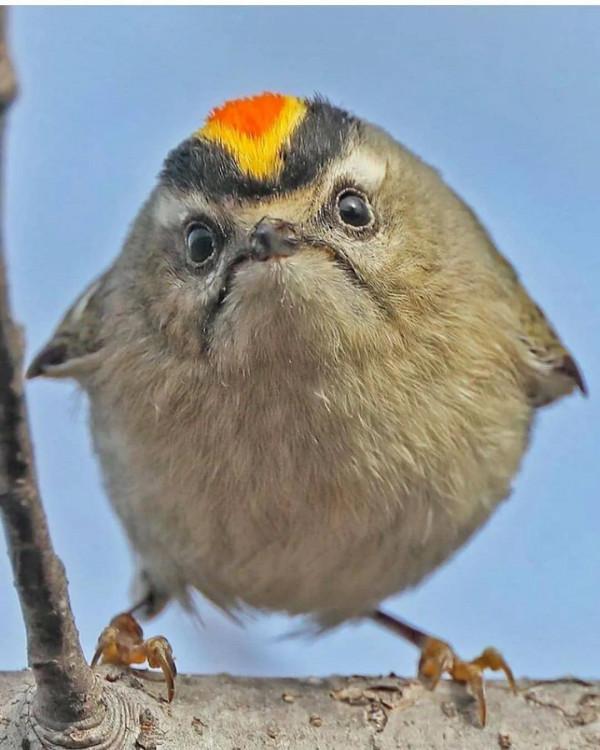 分享——最珍貴罕見的鳥