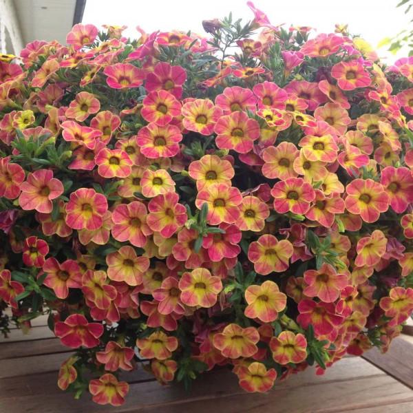 9種很適合用吊籃養的開花植物,掛在朝南陽臺就能養好 9種很適合用吊籃養的開花植物,掛在朝南陽臺就能養好