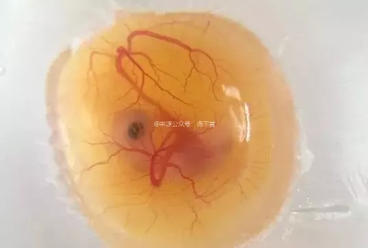 把受過精的烏龜蛋打進保鮮膜內,60天后奇蹟出現了 把受過精的烏龜蛋打進保鮮膜內,60天后奇蹟出現了