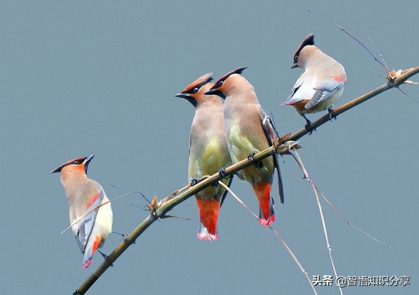 漂亮小鳥在等你欣賞，愛不釋手，萌得可愛