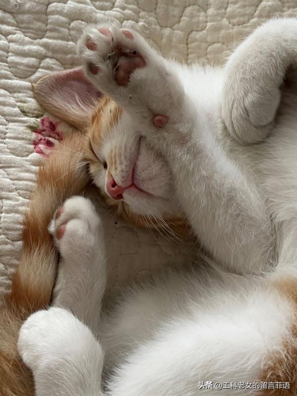 饞貓懶貓，一隻又饞又懶的可愛貓