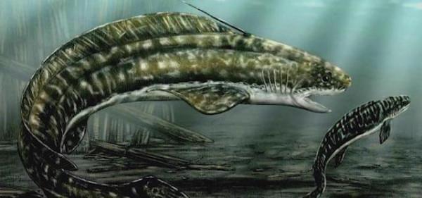 盤點一下史前十大著名軟骨魚 盤點一下史前十大著名軟骨魚