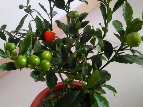 入手吉慶果，做好這4點，紅彤彤的果子像極了小燈籠，非常喜慶