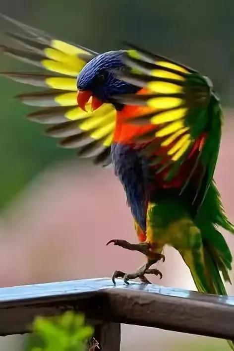 五彩斑斕的各種奇特的小鳥太可愛了，色彩豔麗，讓人賞心悅目