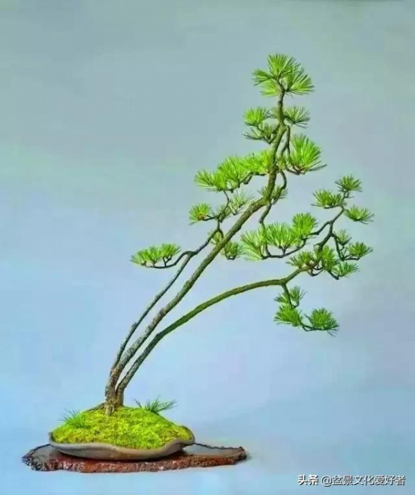 最美的文人盆景，妙不可言