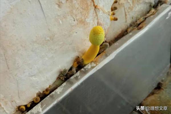 隨遇而安的小蘑菇