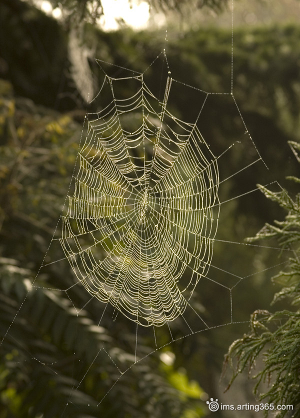 神奇的蜘蛛 神奇的蜘蛛