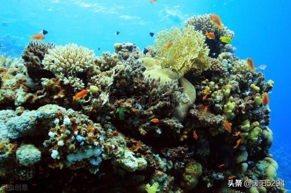 美麗的海底，難得一見的珊瑚王國