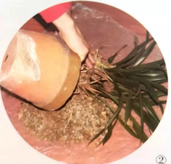 蘭花移栽的正確方法,避免操作過程中那些易犯錯的小細節 蘭花移栽的正確方法,避免操作過程中那些易犯錯的小細節