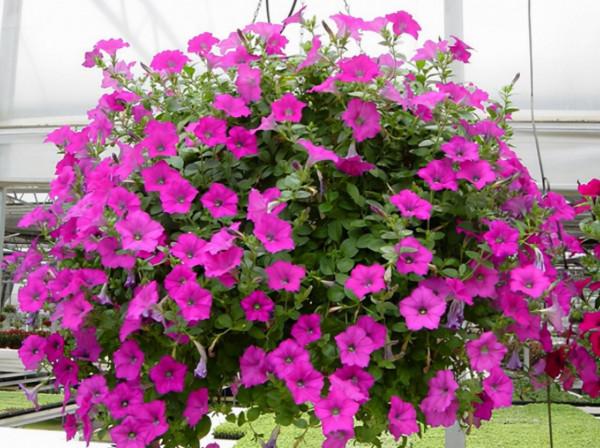 秋季可以種的4種“草花”,只需買棵小苗,就能持續開花一整年 秋季可以種的4種“草花”,只需買棵小苗,就能持續開花一整年