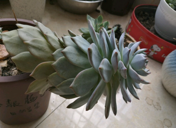 多肉植物“穿裙子”怎麼辦？學會一招變漂亮，後期狀態美