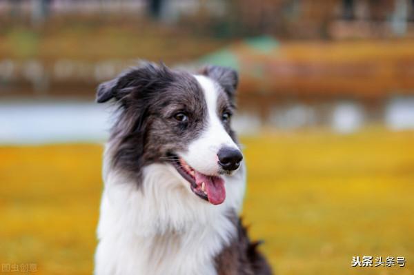 如何領養寵物,領養寵物必須知道的幾件事 如何領養寵物,領養寵物必須知道的幾件事