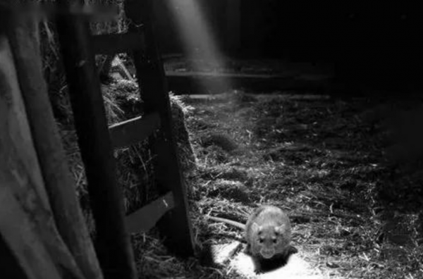 被隊友遺忘之後，哨兵深埋地下9年，雙目失明也仍堅持守著軍需庫