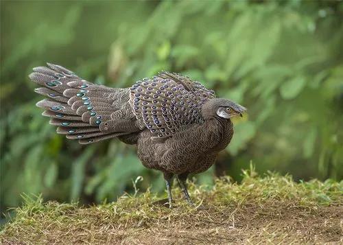 國家一級保護動物&mdash;灰孔雀雉
