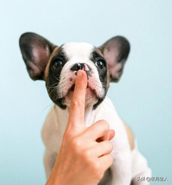 究竟什麼時候該給寵物刷牙？不刷牙真的會生病嗎？