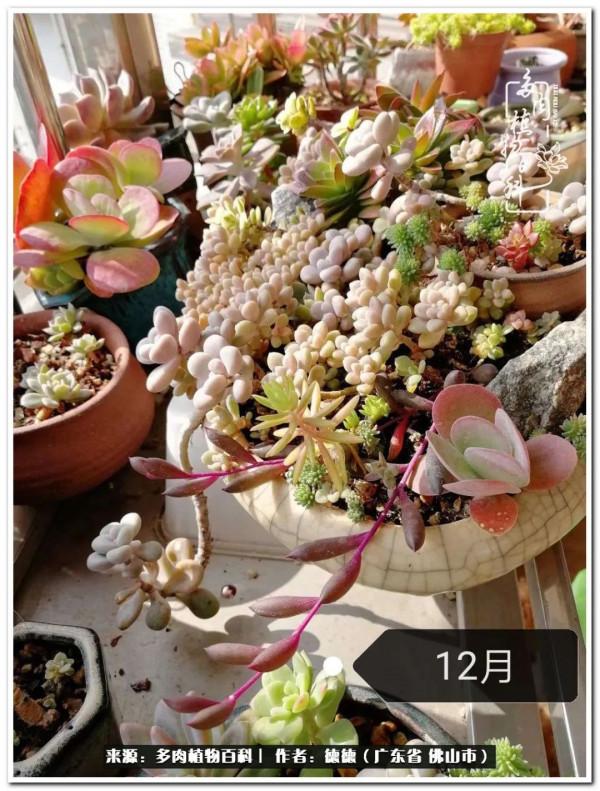 廣東的多肉陽臺:生命不息,折騰不止 廣東的多肉陽臺:生命不息,折騰不止