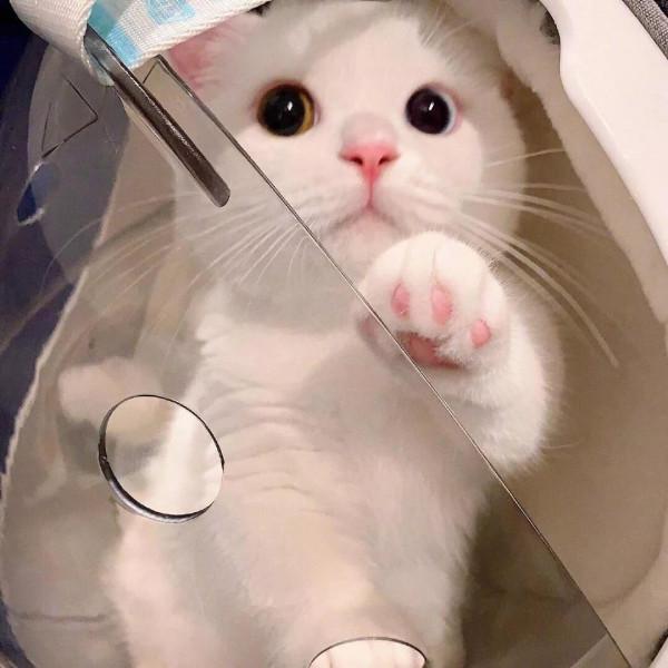 桌布小館：可愛寵物頭像，這樣的狗狗誰不喜歡