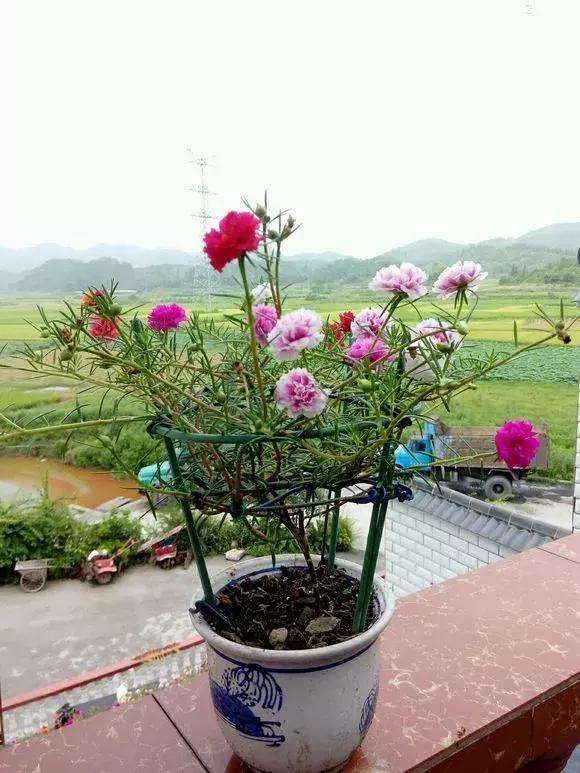 如何把“太陽花”養成一棵“小花樹”?教你正確方法,年年都開花 如何把“太陽花”養成一棵“小花樹”?教你正確方法,年年都開花