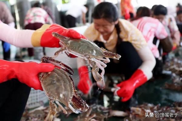 買梭子蟹不會挑?船老大教你3招,個個膏滿黃肥,保準一挑一個肥 買梭子蟹不會挑?船老大教你3招,個個膏滿黃肥,保準一挑一個肥