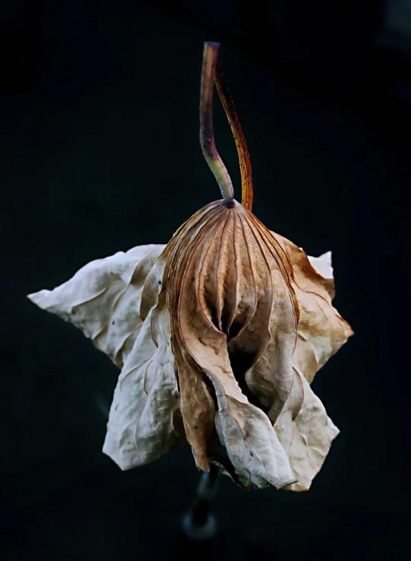 西北塞上江南——秋天