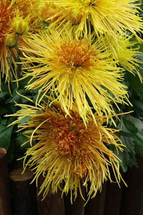 天壇公園科普園的菊花