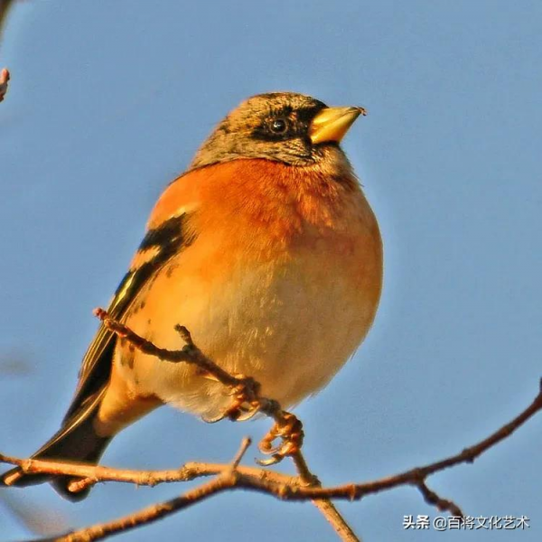 2022第一拍「百將文化」吃海棠果的燕雀