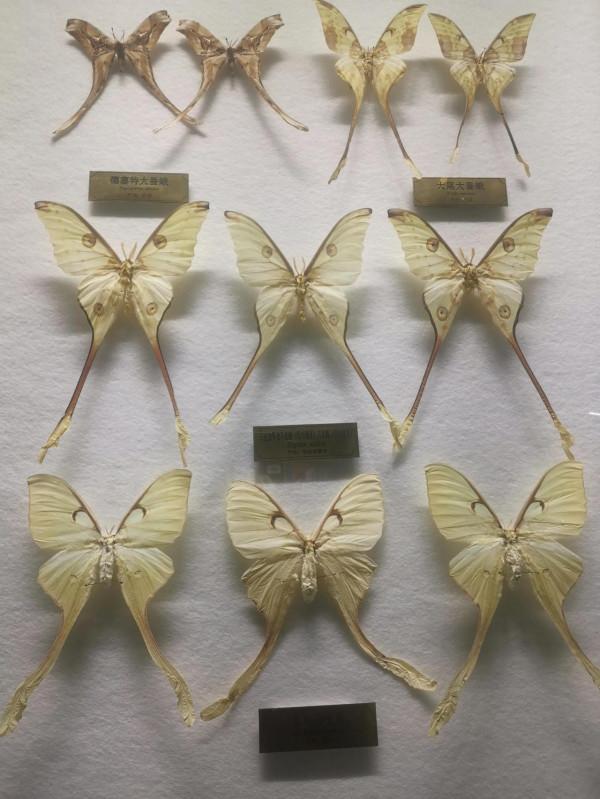 深秋的蝴蝶 深秋的蝴蝶