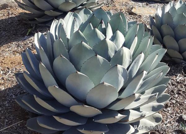 多肉根系越長就越好？並非如此，有時根系過長反而說明養法有問題