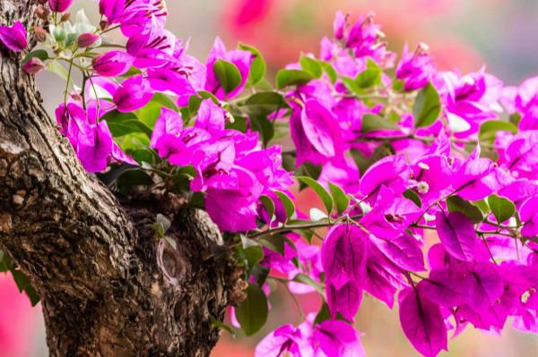 為什麼粵龍山被稱為三角梅王國？