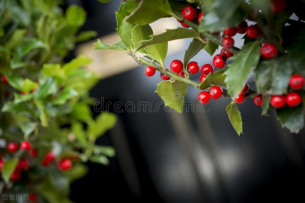 4種網紅“貴貨”盆栽,養殖需謹慎,避免“白花錢” 4種網紅“貴貨”盆栽,養殖需謹慎,避免“白花錢”