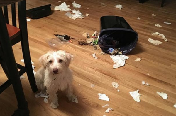 狗狗寫給主人的一封信:我患有異食癖了,你沒留意到嗎 狗狗寫給主人的一封信:我患有異食癖了,你沒留意到嗎