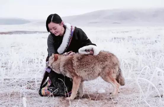 老人扔雞腿進狼窩，半年後，狼群感恩，為老人看守果園