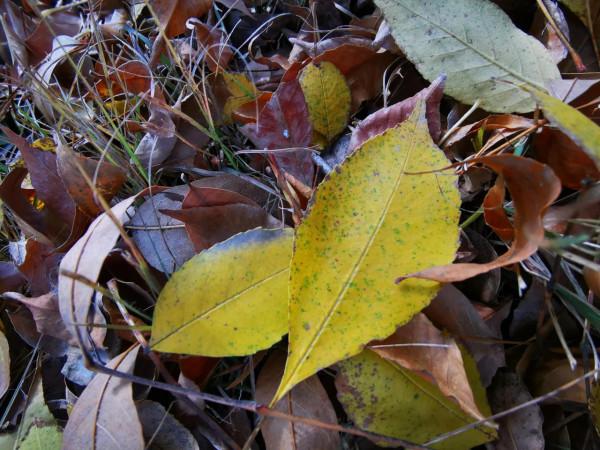 再到神星鎮柿子溝 再到神星鎮柿子溝