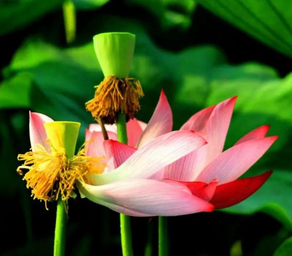 《千年歷史譜新篇》 《千年歷史譜新篇》