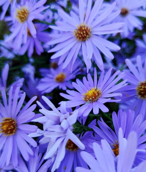 養花以後,爸爸“性情大變”,細心也有耐心了 養花以後,爸爸“性情大變”,細心也有耐心了