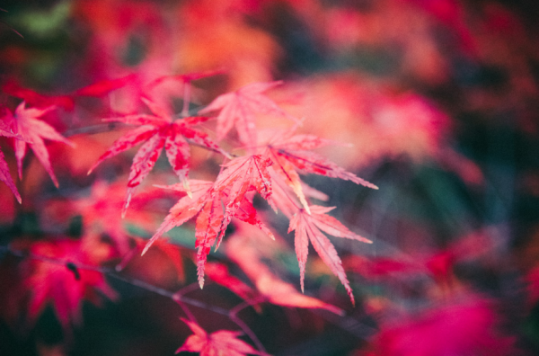 誰言霜葉不如花，​十二首有關霜葉的詩詞，看霜葉，悟人生